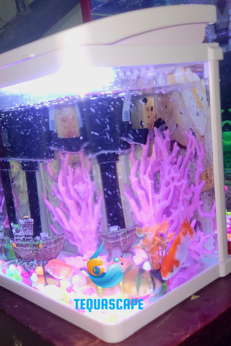 2026-06-03-01-24-32-907 Nano Aquarium 4L Complet avec Poissons