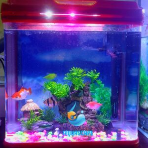 2026-06-03-01-26-03-715 Nano Aquarium 15 litres Complet avec poissons