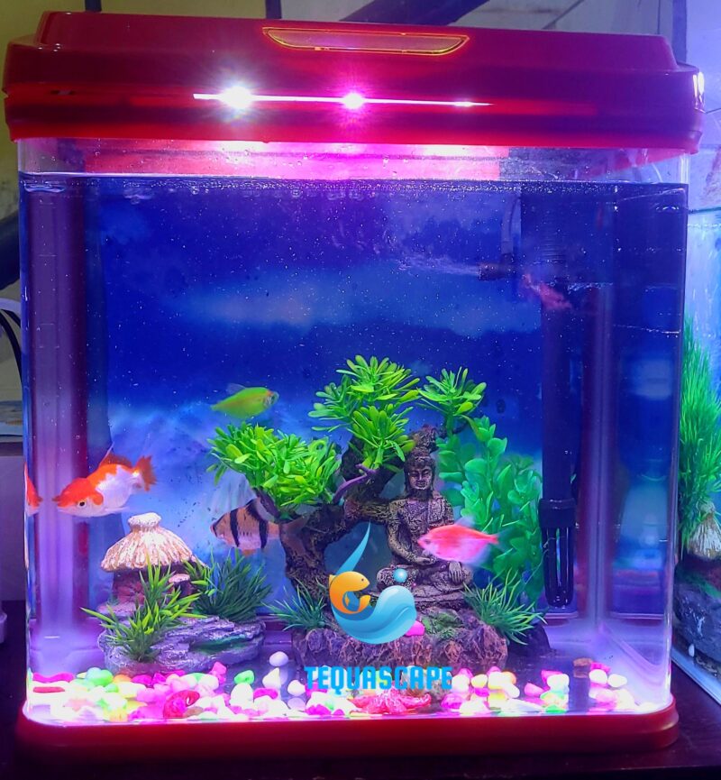 2026-06-03-01-26-03-715 Nano Aquarium 15 litres Complet avec poissons