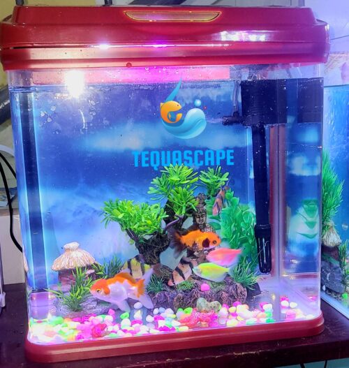 Nano Aquarium 15 litres Complet avec poissons