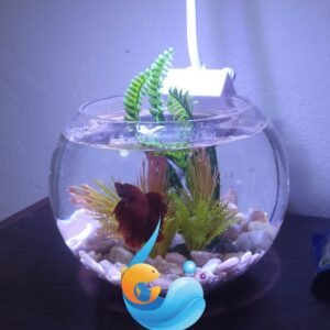 Bocal aquarium avec poisson combattant