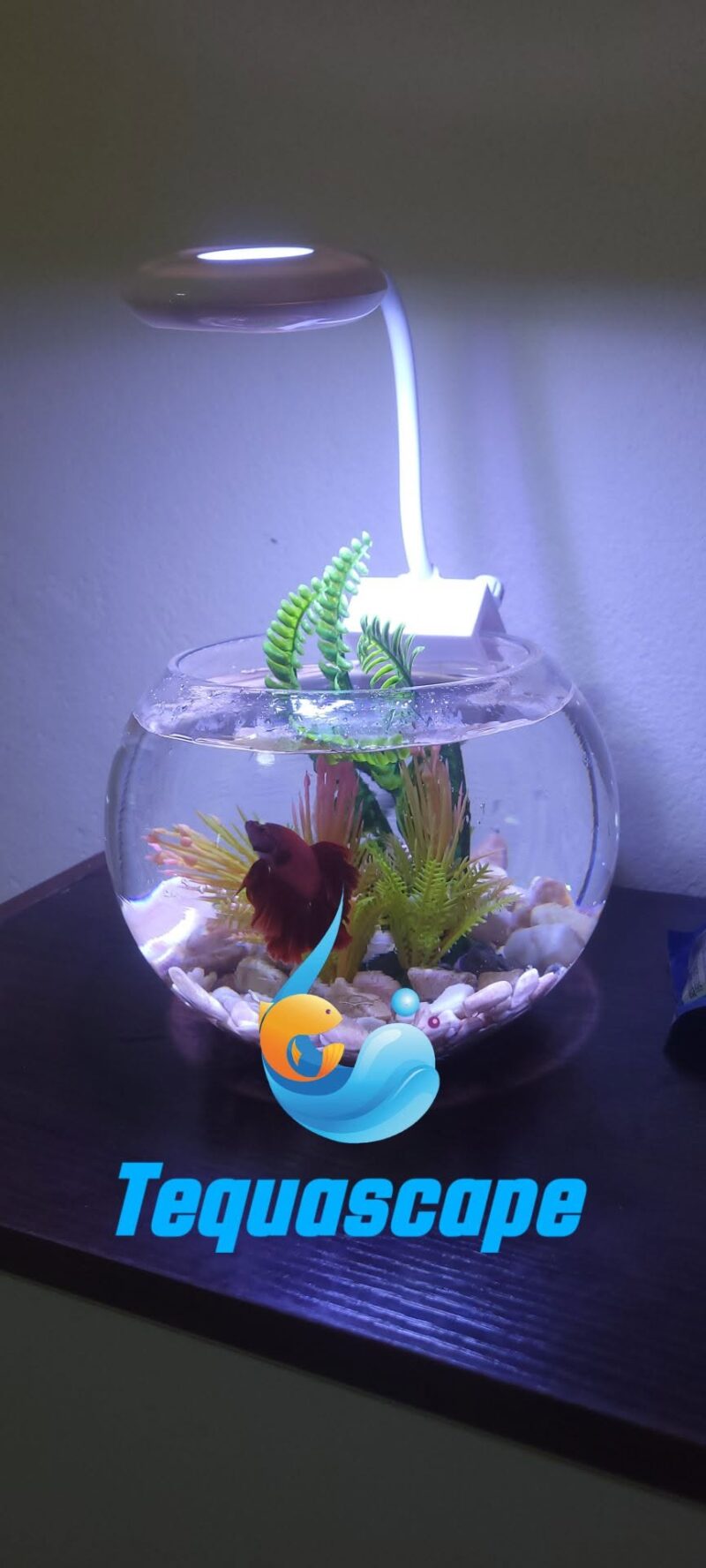 Bocal aquarium avec poisson combattant