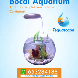 Bocal aquarium avec poisson combattant