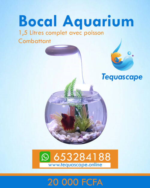 Bocal aquarium avec poisson combattant